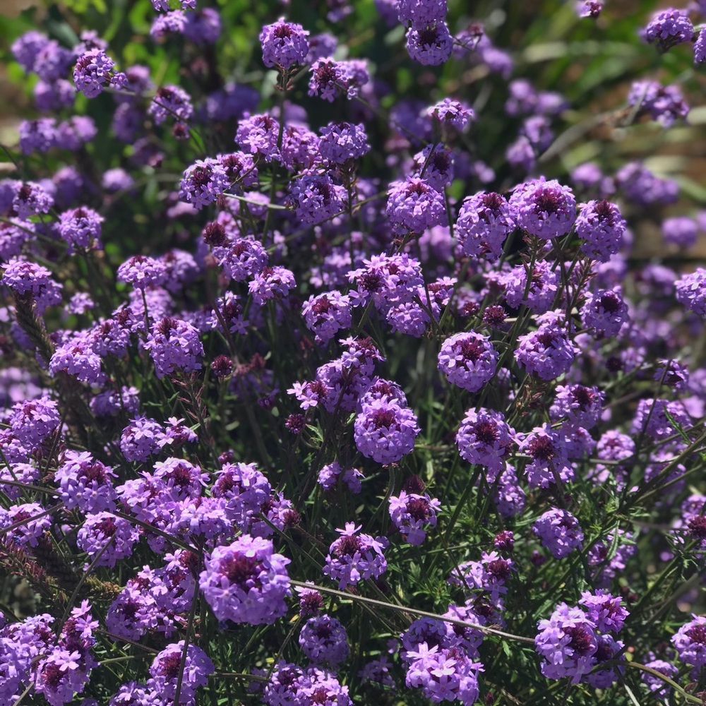 Meet your Posher, Cherilin